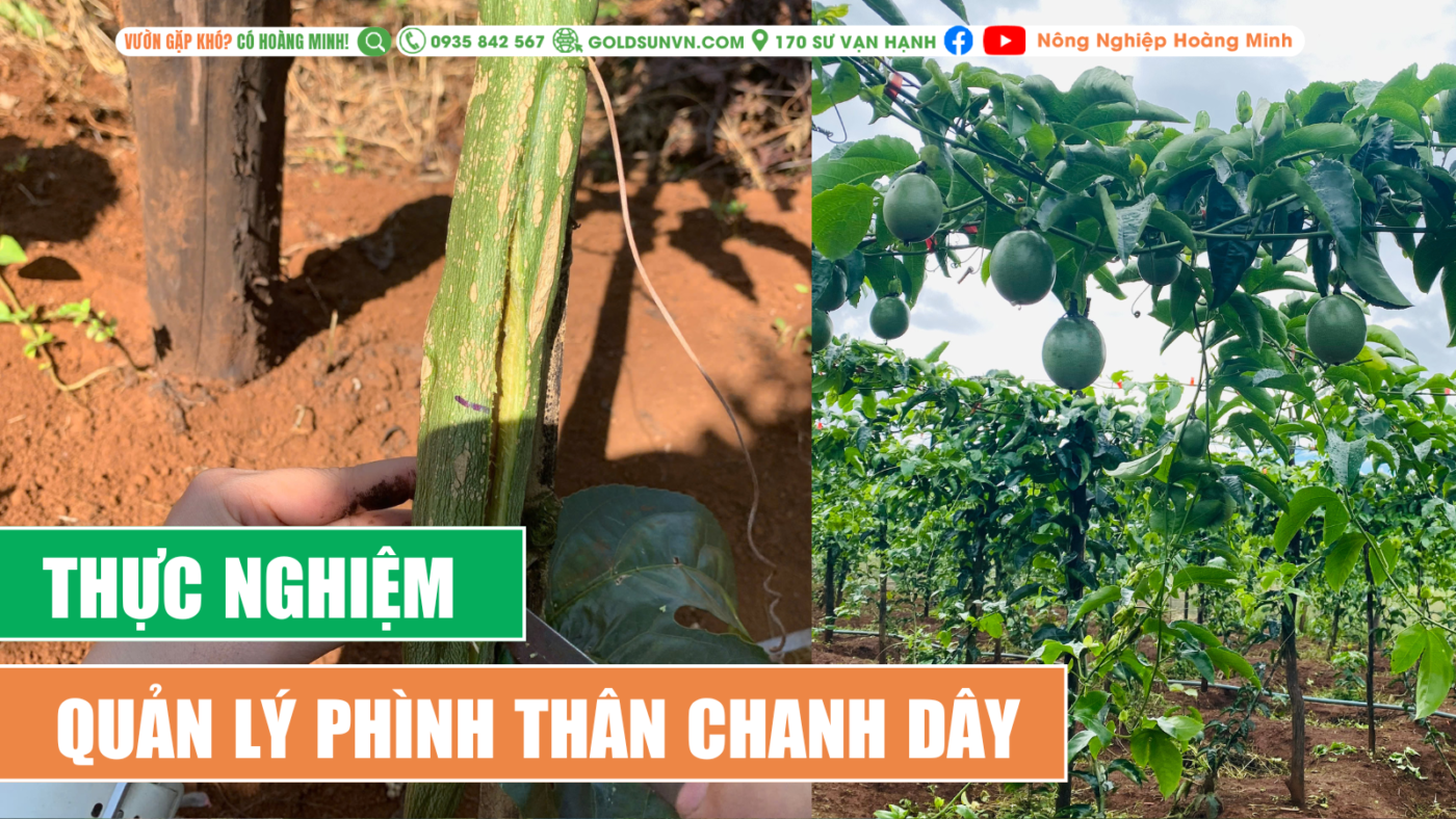 thực nghiệm quản lý phình thân ở chanh dây