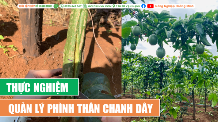 thực nghiệm quản lý phình thân ở chanh dây