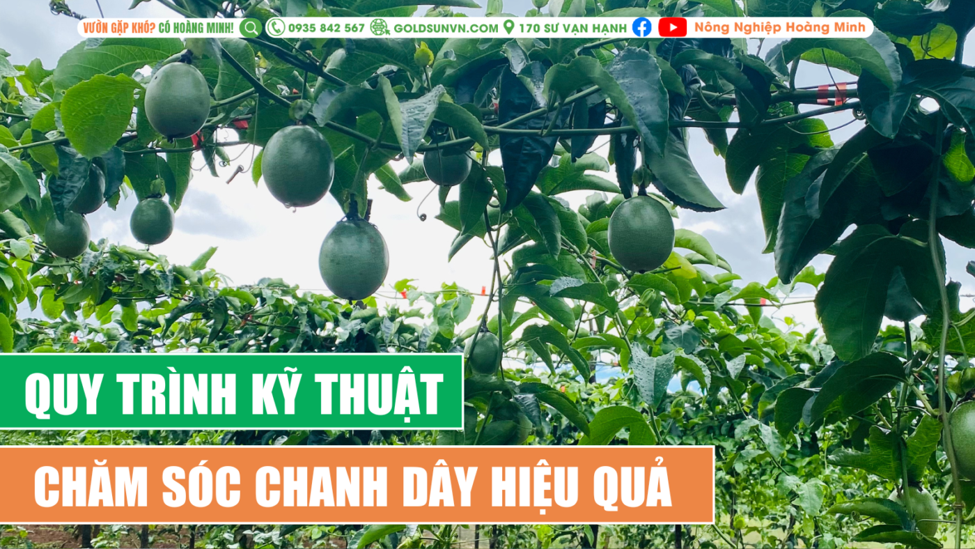 Kỹ thuật chăm sóc chanh dây hiệu quả