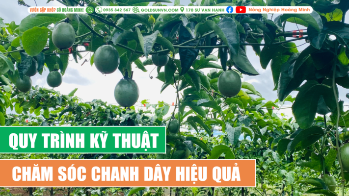 Kỹ thuật chăm sóc chanh dây hiệu quả