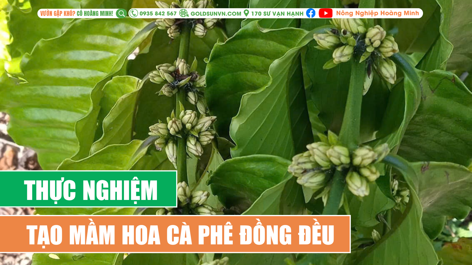 THỰC NGHIỆM TẠO MẦM HOA CÀ PHÊ ĐỒNG ĐỀU - Minh bạch tạo uy tín