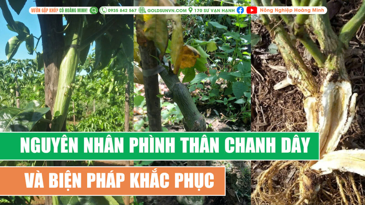 Nguyên nhân phình thân chanh dây và biện pháp khắc phục