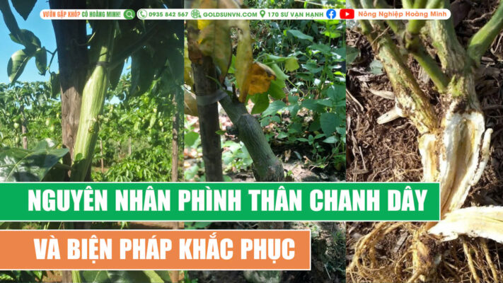 Nguyên nhân phình thân chanh dây và biện pháp khắc phục