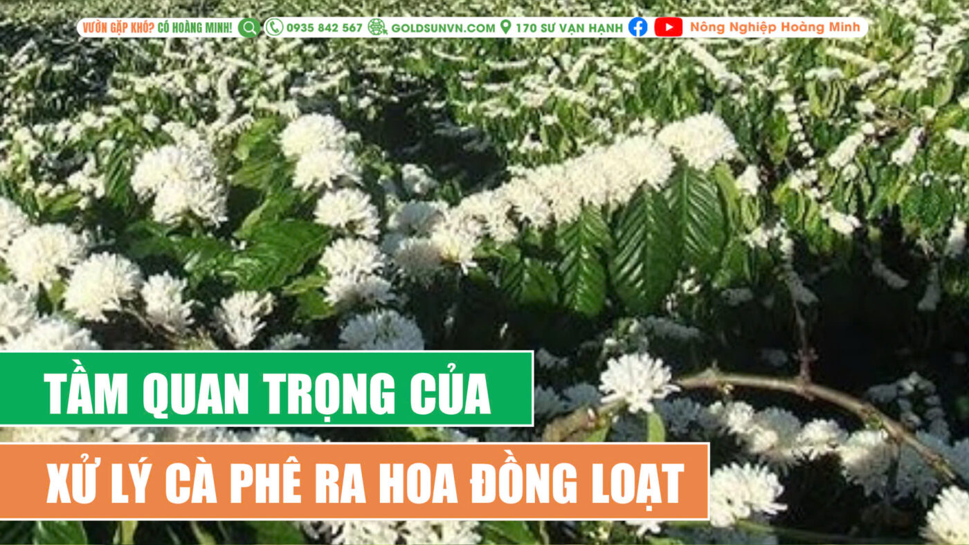 Xử lý cà phê ra hoa đồng loạt