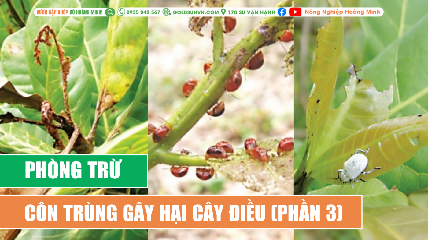 Phòng trừ côn trùng gây hại điều
