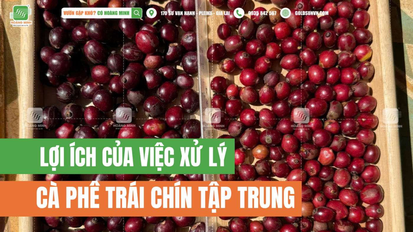 Hướng dẫn kỹ thuật xử lý cà phê trái chín đồng loạt