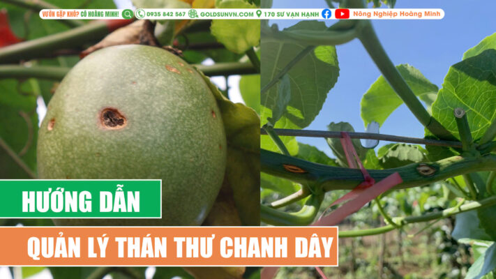 Quản lý thán thư chanh dây