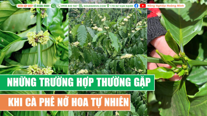 Những tình huống thường gặp khi để cà phê ra hoa tự nhiên