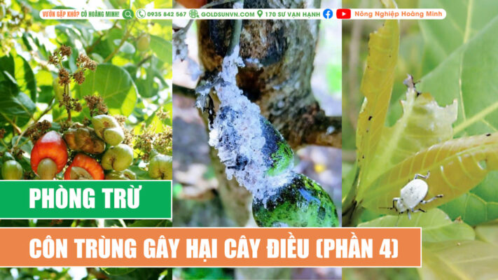 Phòng trừ sâu bệnh hại cây điều