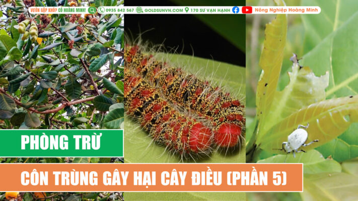 Phòng trừ sâu bệnh hại trên cây điều p5
