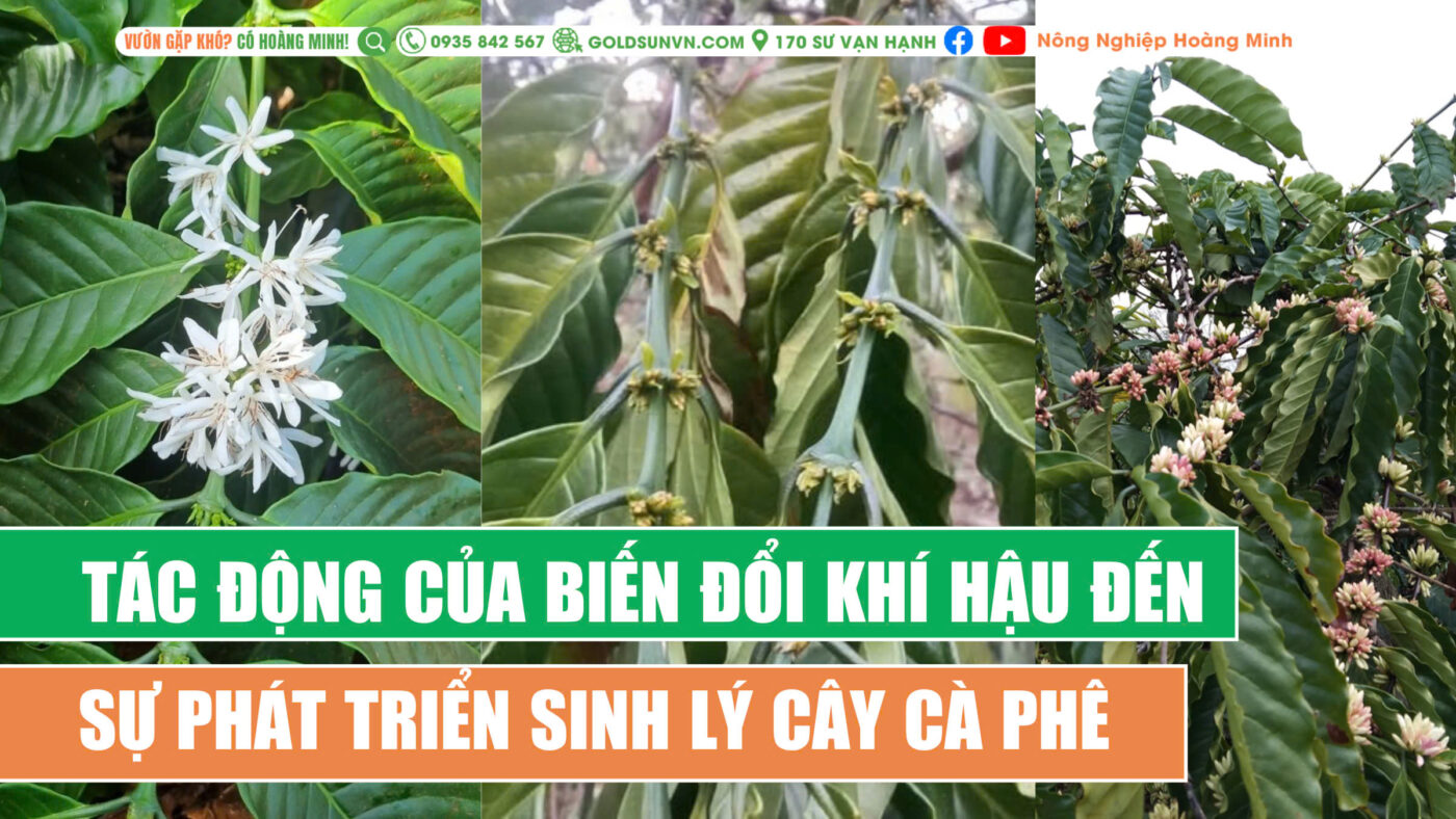 Biến đổi khi hậu ảnh hưởng đến sự ra hoa cà phê