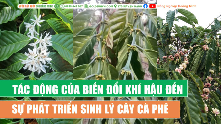 Biến đổi khi hậu ảnh hưởng đến sự ra hoa cà phê