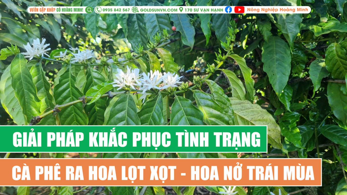 Biện pháp khắc phục cà phê ra hoa lọt xọt, hoa nở trái mùa