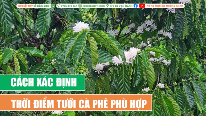 Thời điểm tưới cà phê phù hợp