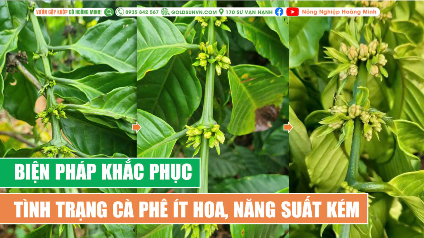 Khắc phục cà phê ra ít hoa, năng suất kém