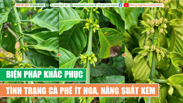 Khắc phục cà phê ra ít hoa, năng suất kém