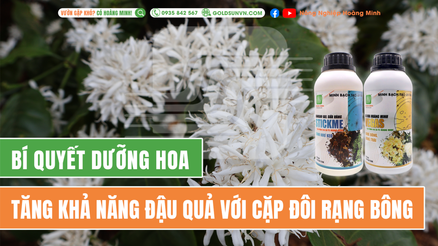 Bí quyết dưỡng hoa với cặp đôi Rạng bông