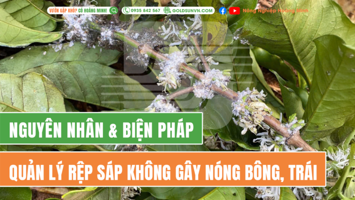 Quản lý rệp sáp không gây nóng bông, trái