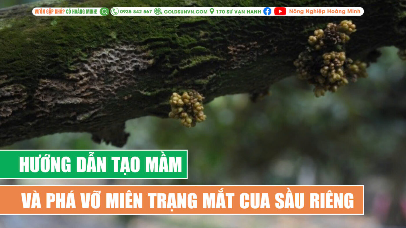 Phá vỡ miên trạng ngủ của mắt cua sầu riêng