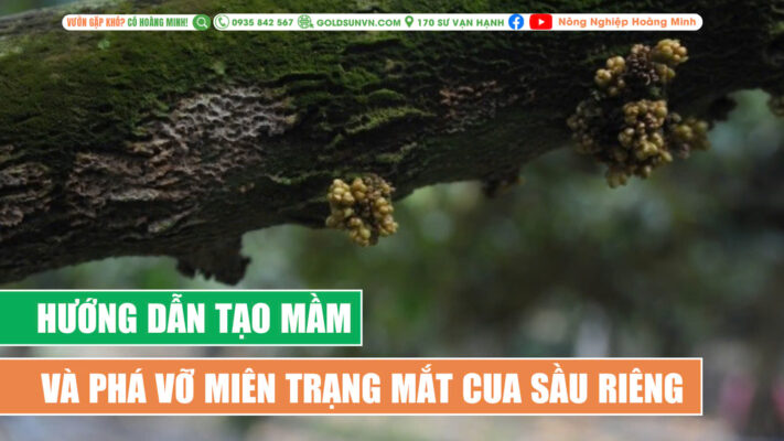 Phá vỡ miên trạng ngủ của mắt cua sầu riêng