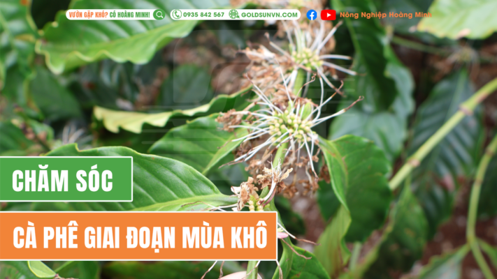 Chăm sóc cà phê giai đoạn mùa khô