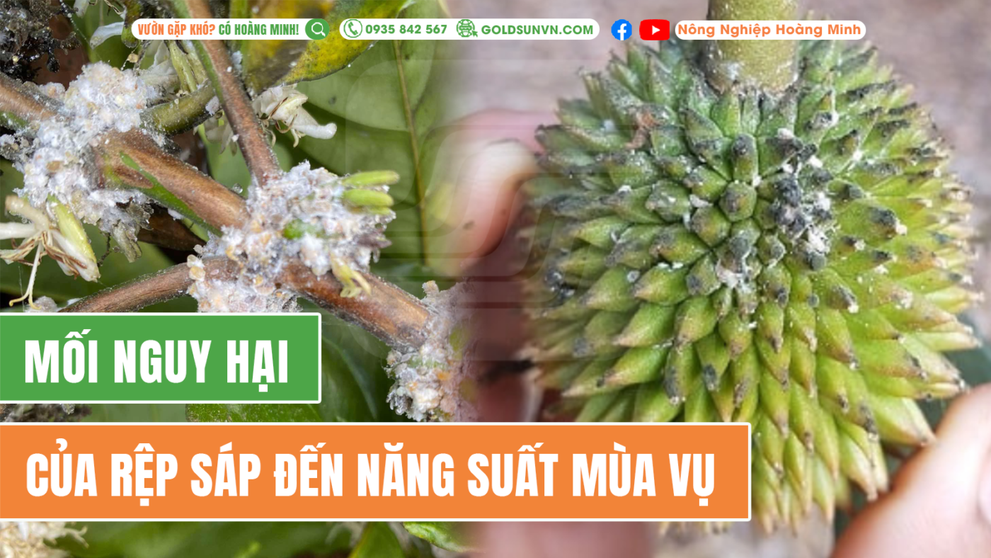 Mối nguy hại của rệp sáp đến năng suất mùa vụ
