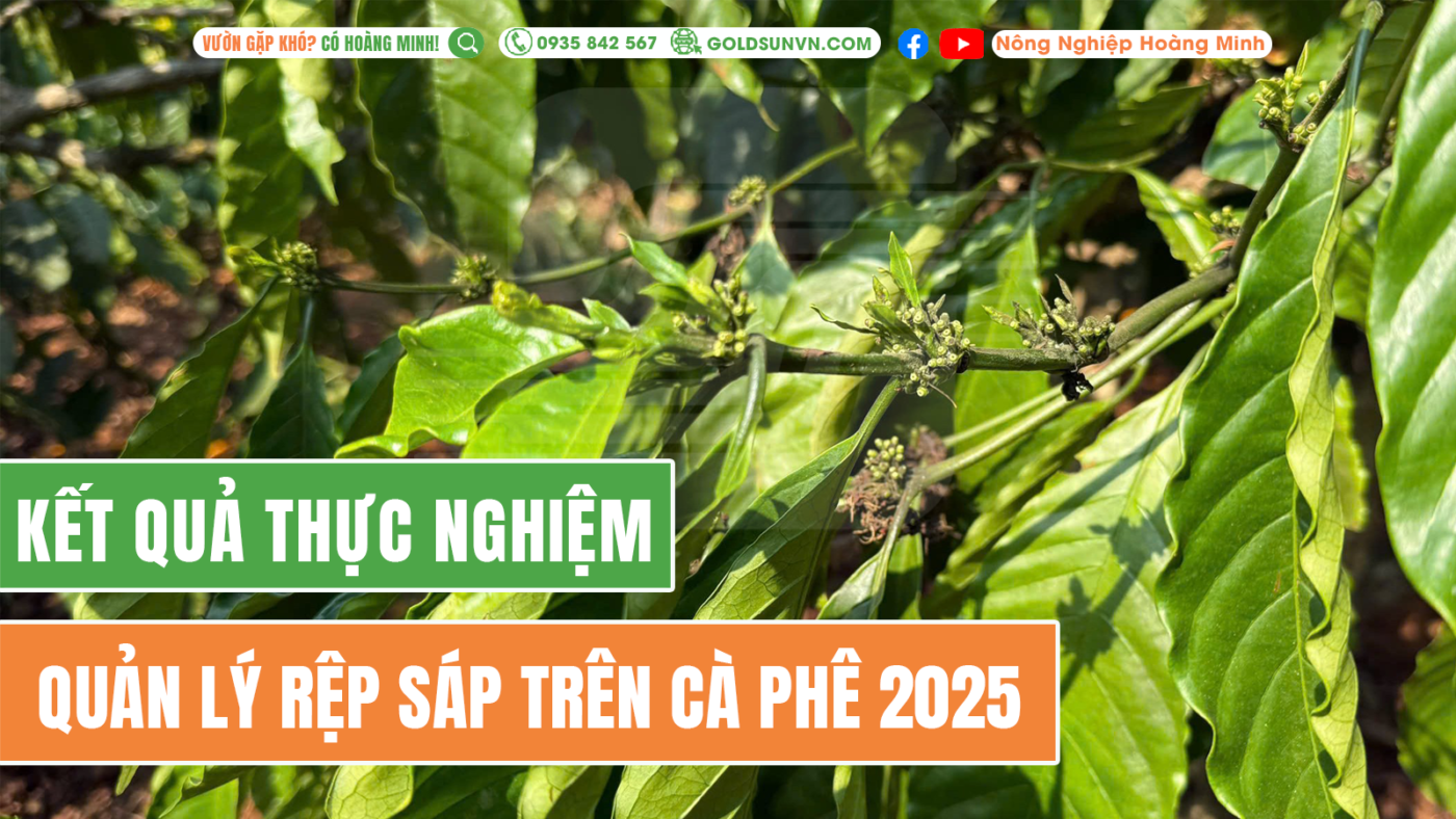 Kết quả thực nghiệm quản lý rệp sáp