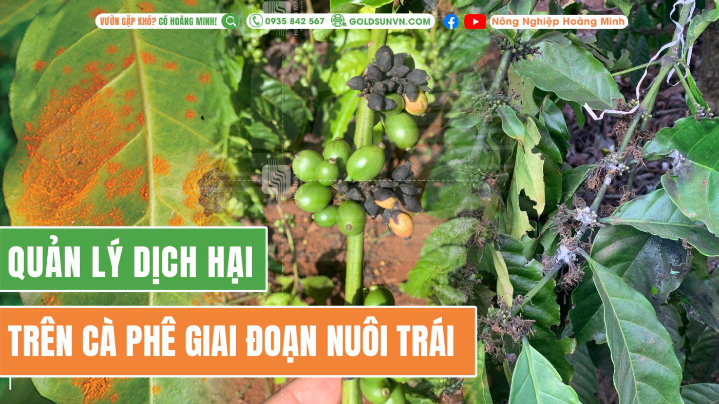 Quản lý dịch hại trên cà phê giai đoạn nuôi trái