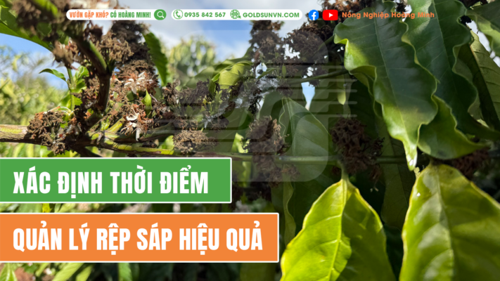 Phương pháp quản lý rệp sáp hiệu quả