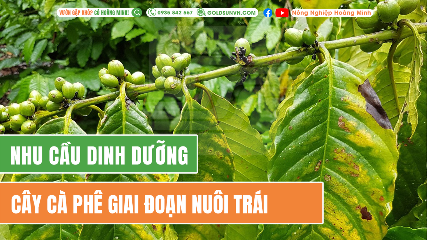 Nhu cầu dinh dưỡng cây cà phê giai đoạn nuôi trái