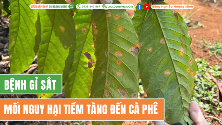 Mối nguy hại gỉ sắt đến cà phê