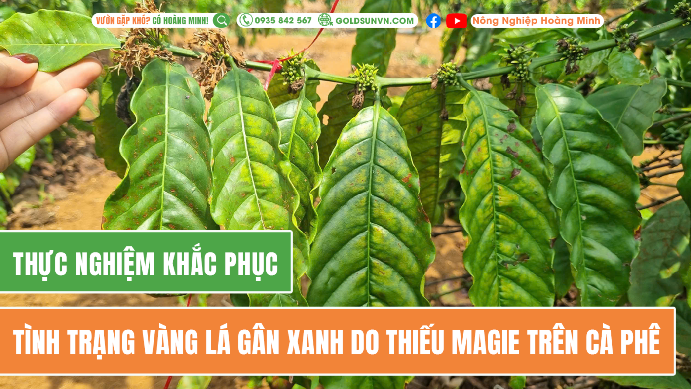thực nghiệm khắc phục vàng lá gân xanh