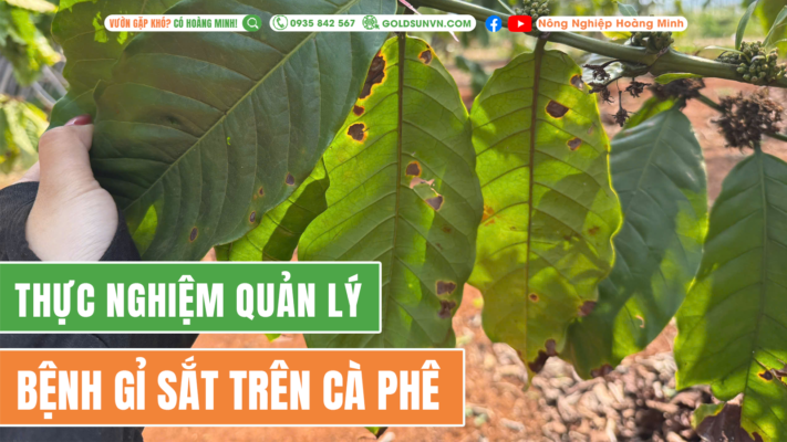 Bệnh gỉ sắt trên cà phê