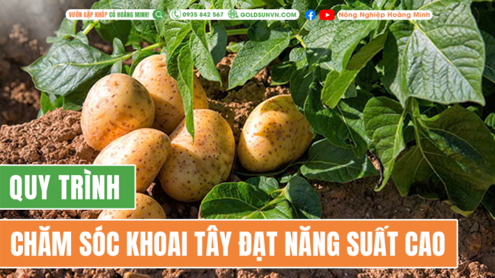 Quy trình chăm sóc khoai tây