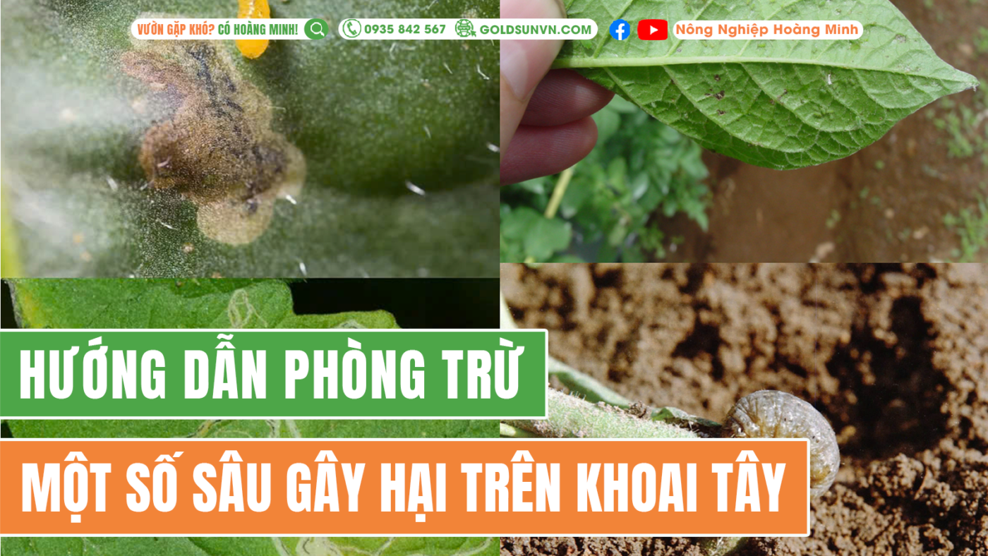 Một số sâu hại trên khoai lang