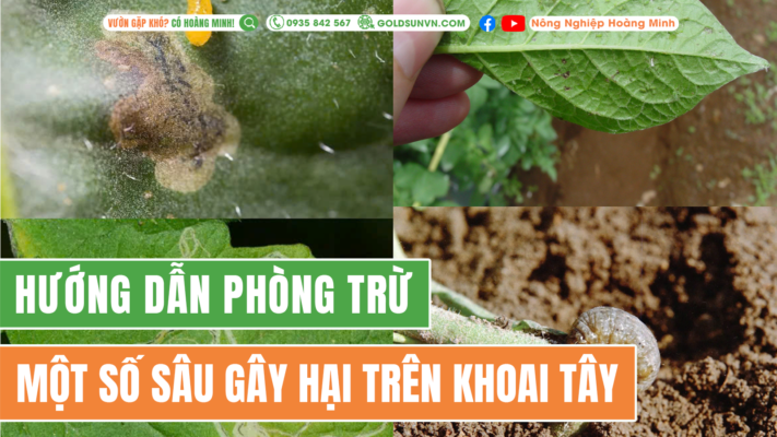 Một số sâu hại trên khoai lang