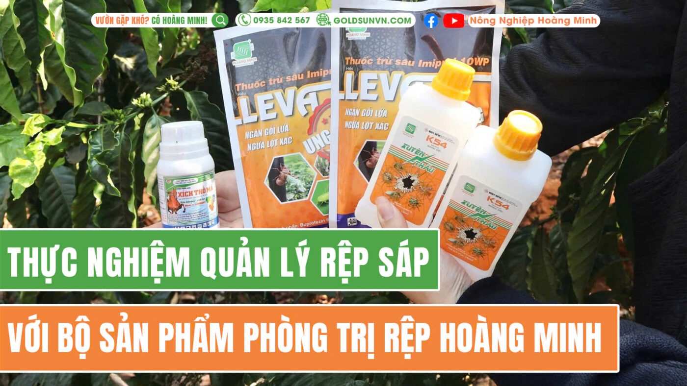 Thực nghiệm quản lý rệp sáp Hoàng Minh