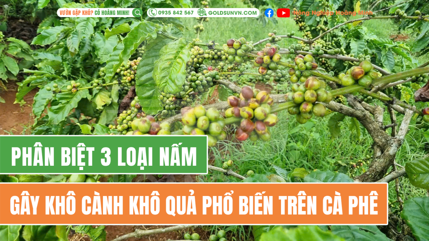 Phân biệt 3 loại nấm gây khô cành khô quả trên cà phê