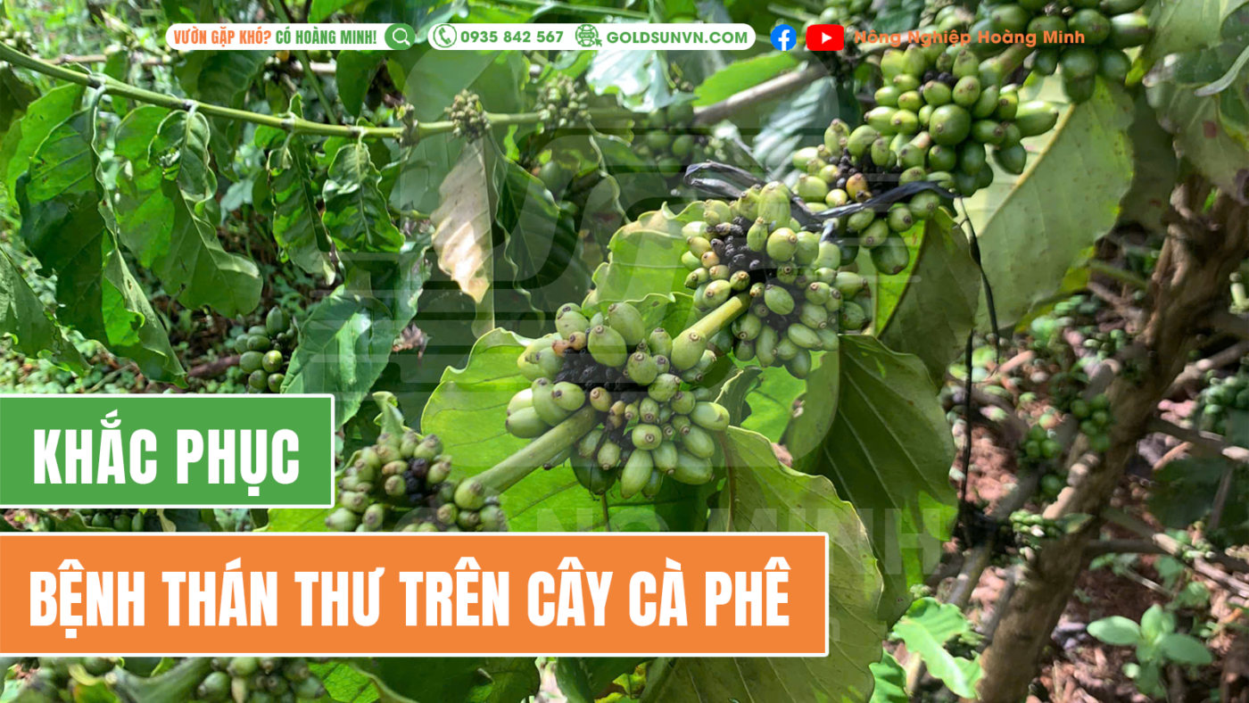 Bệnh thán thư trên cây cà phê