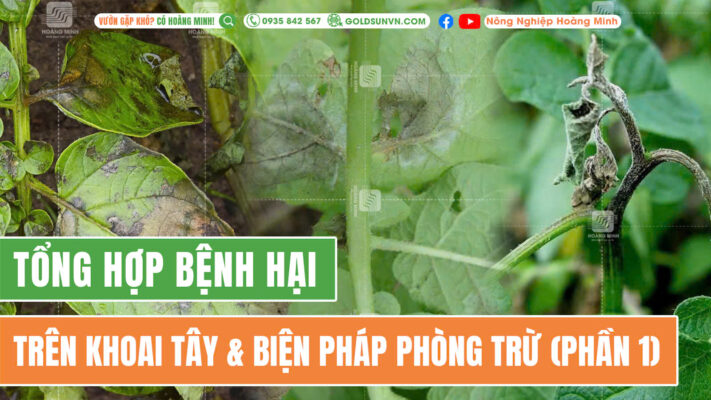 Một số bệnh hại trên khoai tây
