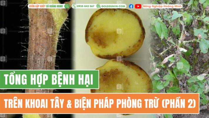 Bệnh hại trên khoai tây và cách phòng trừ