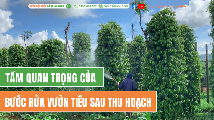 Rửa vườn tiêu sau thu hoạch