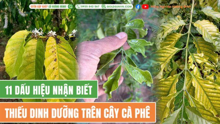 11 biểu hiện thiếu dinh dưỡng trên cây cà phê