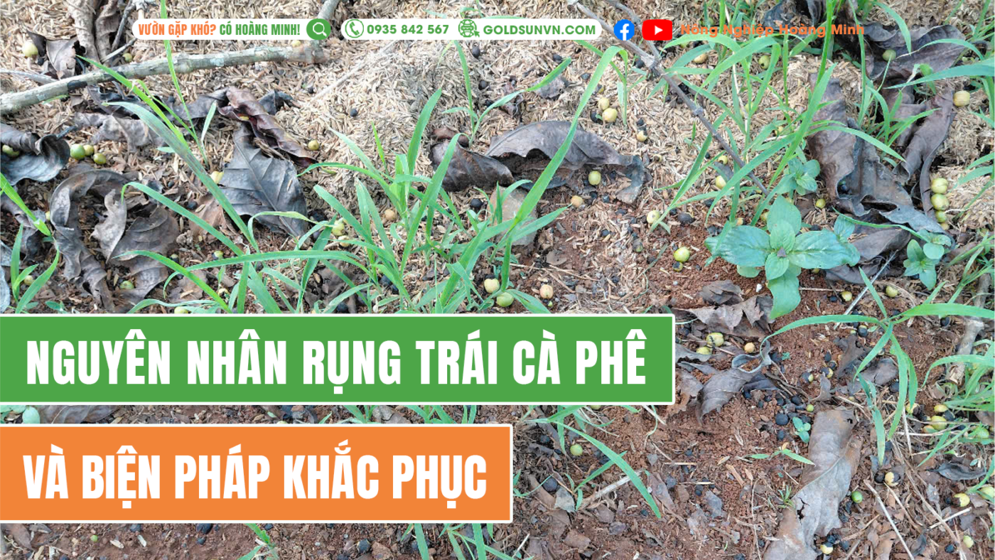 Nguyên nhân rụng trái cà phê