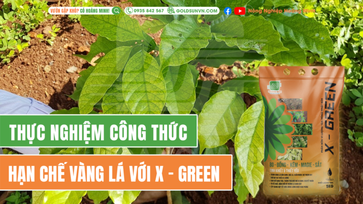 Thực nghiệm hạn chế vàng lá với X - green