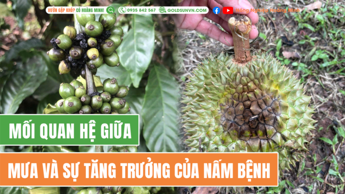 Mối quan hệ giữa mưa và sự tăng trưởng nấm bệnh