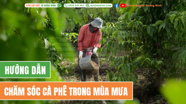Hướng dẫn chăm sóc cà phê trong mùa mưa