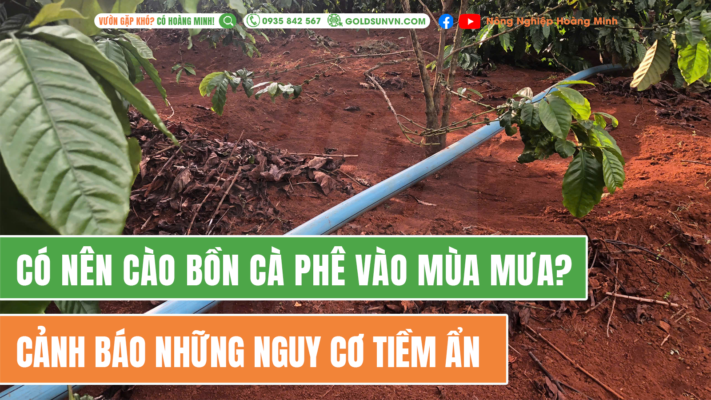 Có nên cào bồn cà phê mùa mưa?