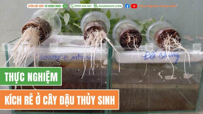 Thực nghiệm kích rễ cây đậu