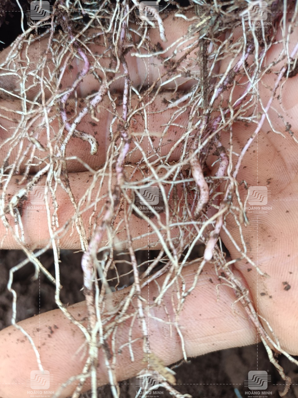 DẤU HIỆU NHẬN BIẾT TUYẾN TRÙNG KHOAI LANG VÀ CÁCH PHÒNG TRỪ - Minh bạch ...